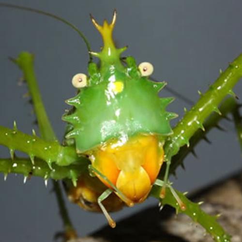 8 insetos mais estranhos que você já viu