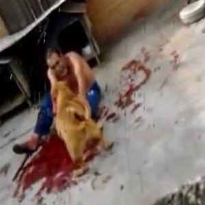  Ataque de pitbull Em Curitiba 