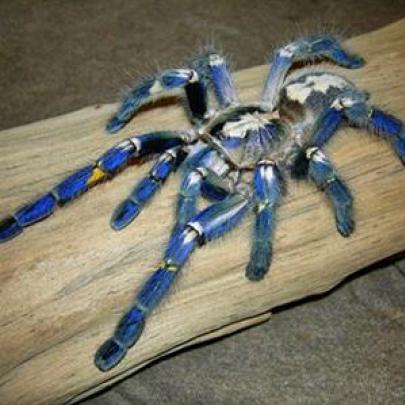 Uma das aranhas mais bonitas que existe!