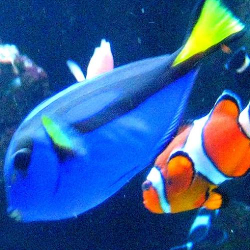 Dory e Nemo existem de verdade. E é possível vê-los no litoral paulist