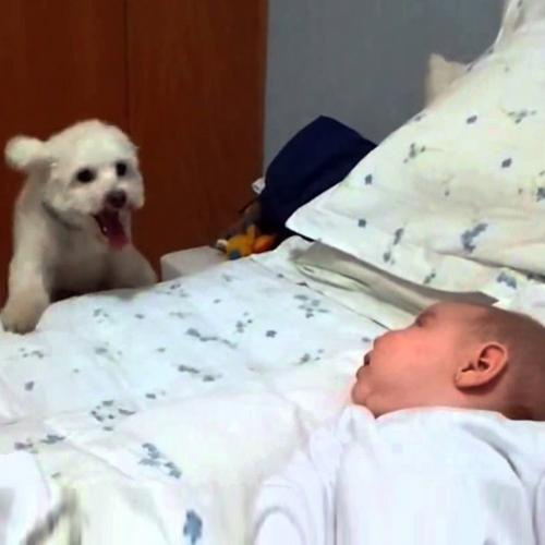 Cãozinho dá o seu melhor para subir na cama e brincar com o bebê