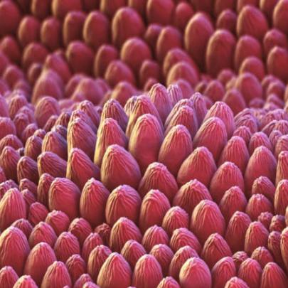 A beleza microscópica de pétalas e folhas