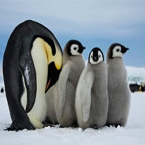 Pinguins-imperadores: tarefa de cuidar de seus filhotes