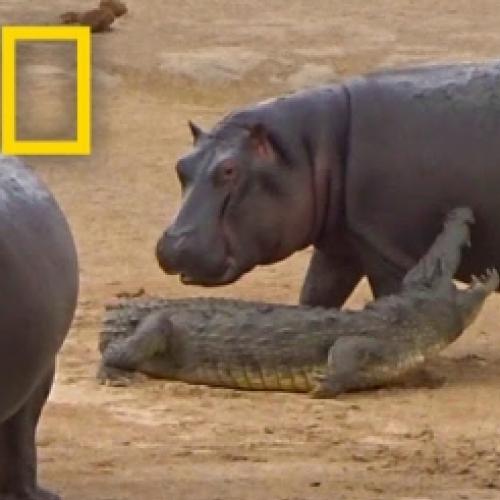 Hipopótamo filhote tenta brincar com crocodilo