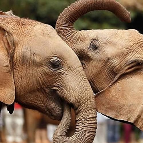 5 curiosidades sobre elefantes