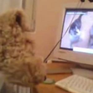 Reações de cachorros ao ouvir gatos miando no youtube