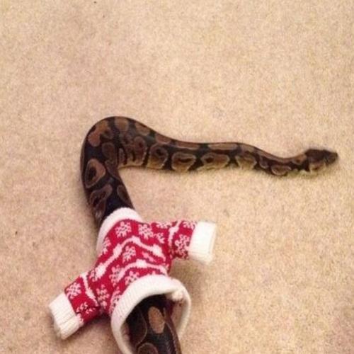 Como seria vestir uma cobra?