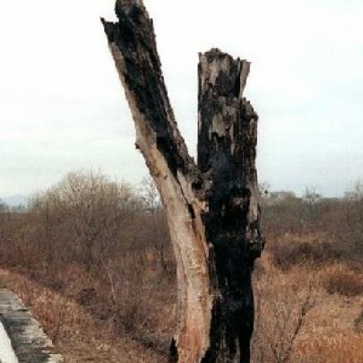 O incidente do machado - A árvore que quase desencadeou a 3ª Guerra