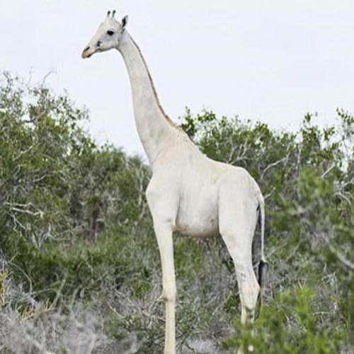Raras girafas brancas encontradas no Quênia