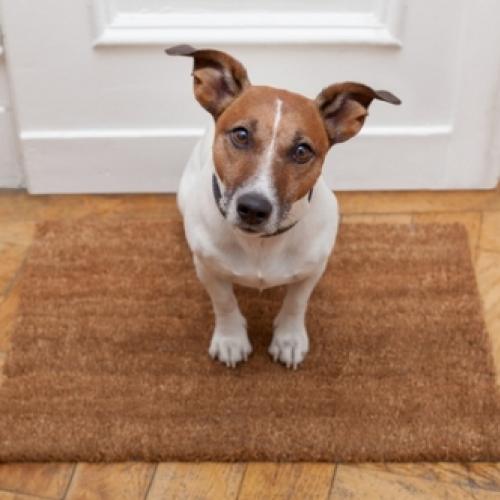 O que devo saber antes de ter um cachorro em um apartamento?