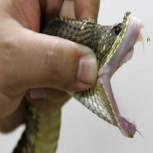 7 Fatos Incríveis Sobre Cobras