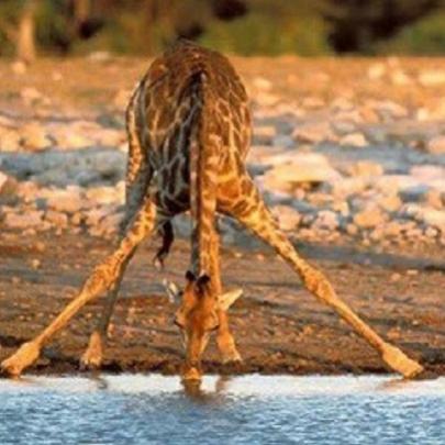 Foto registra momento inusitado das simpaticas girafas