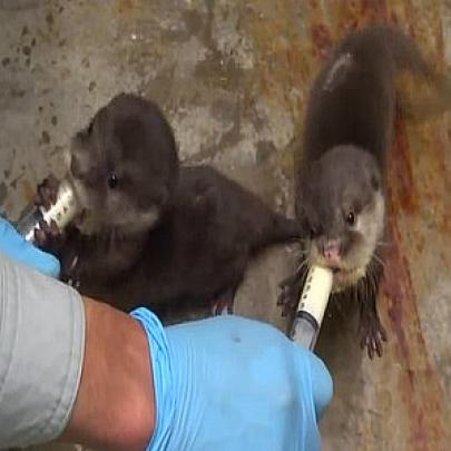 Filhotes de Lontra se alimentando de uma maneira bem diferente!