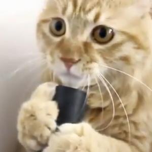 Gatinhos fofos do youtube