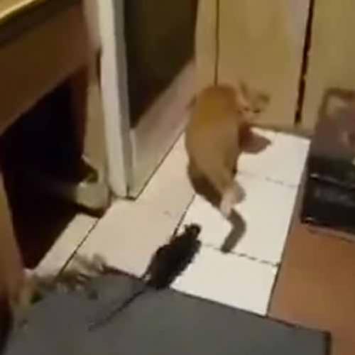 Rato ataca gato em momento de distração e acaba perseguindo o felino.