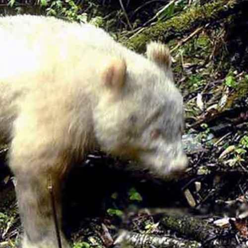 Pesquisadores capturaram imagens de um panda gigante albino