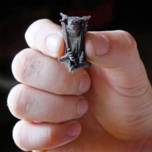 O menor morcego do mundo que pesa apenas 2 gramas