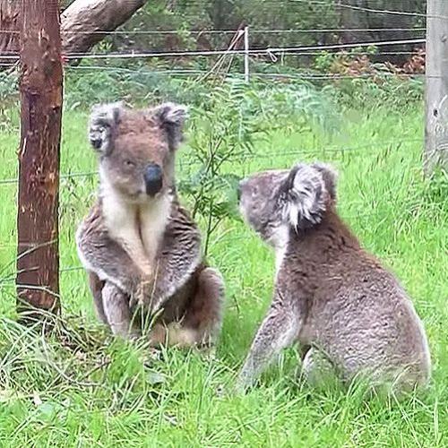 Já viu Koalas brigando? Bom, eles não fazem isso, a não ser que...