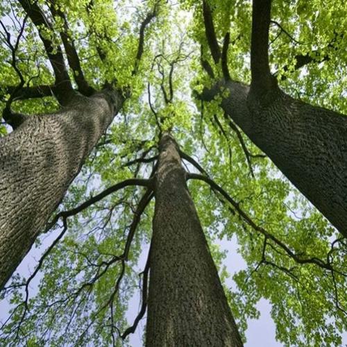 Qual é a altura máxima que uma árvore pode atingir?