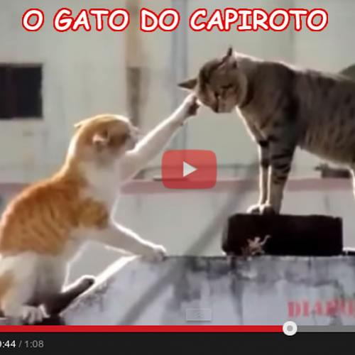 O gato do capiroto