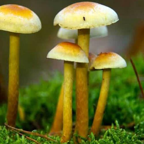 Cogumelos podem ser matéria prima na fabricação de vários produtos.