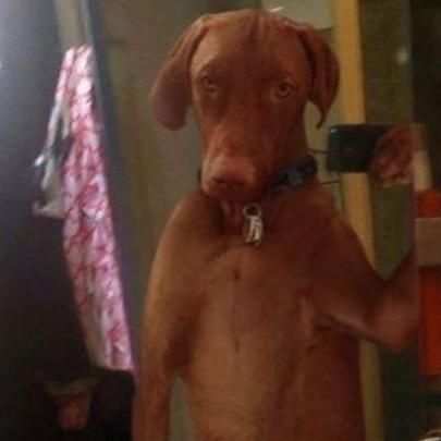 Cachorros fazendo selfie