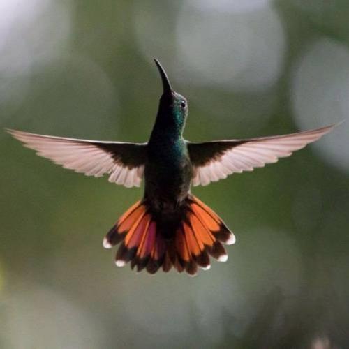 O beija-flor pelas lentes do fotógrafo Kunito Imai