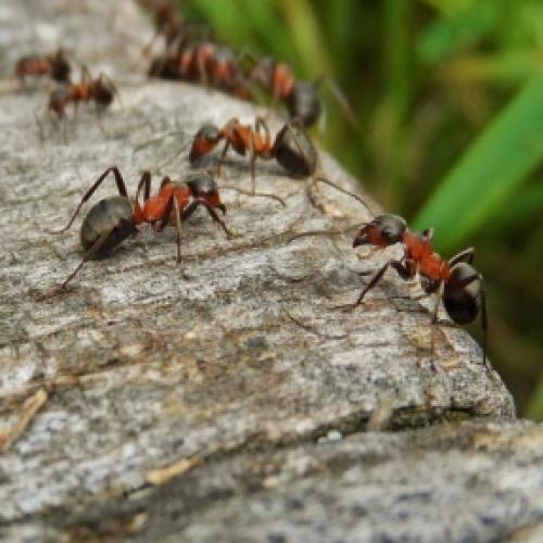 5 Maneiras de Impedir que as Formigas Destruam suas Plantas