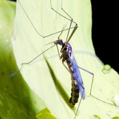 Conheça remédios naturais para aliviar picadas de insetos