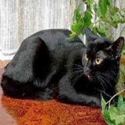 Gato preto: crenças populares, superstições pelo mundo a fora