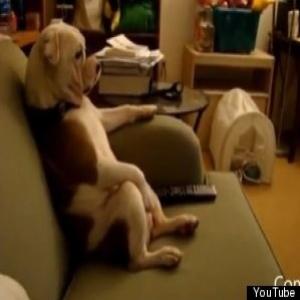 Os animais se comportando como seres humanos