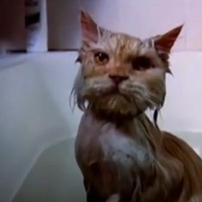 Gatos que detestam tomar banho