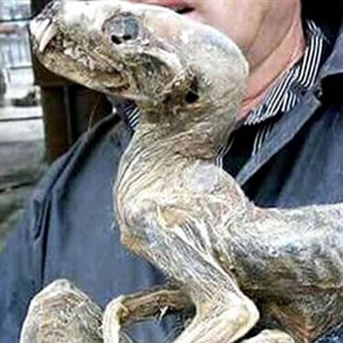 Criatura mumificada é encontrada na Sibéria