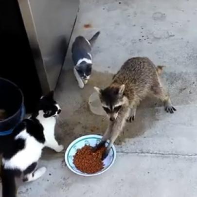 Animais furtando comida