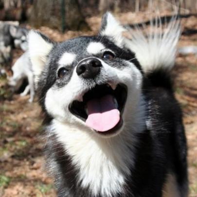 Estes são, sem dúvidas, os animais mais felizes do mundo