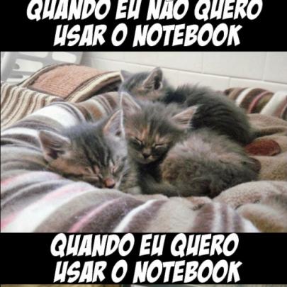  A verdade sobre gatos e notebooks 