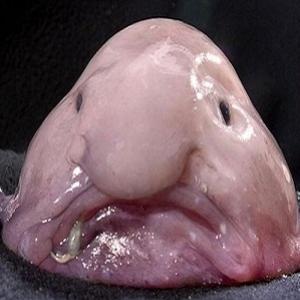 O peixe mais feio do mundo