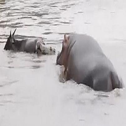Inacreditável, Hipopótamo ataca Crocodilo e salva Gnu da morte certa!
