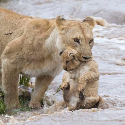 Fotógrafo flagra leoa atravessando rio com filhote na boca