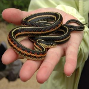 Narcisse Snake dens - os fossos de cobras do Canadá