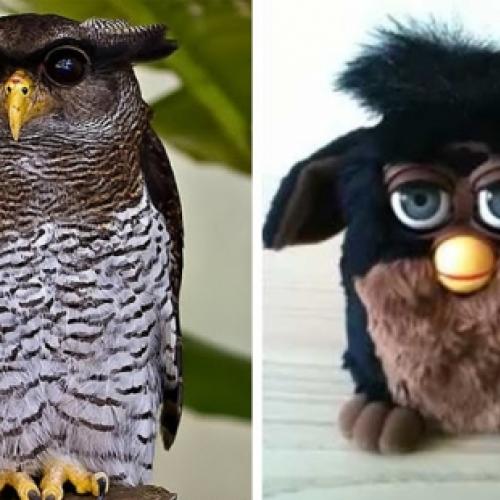 Conheça a Coruja Águia-Malaia, a ave que parece um Furby na vida real