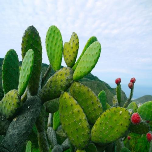 Empresa mexicana fabrica biocombustível a partir de cactáceas