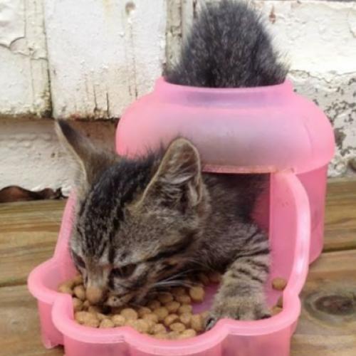 Pequenos gatinhos que fizeram grandes burradas