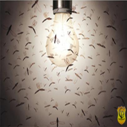 Saiba por que os mosquitos são atraídos pelas lâmpadas?