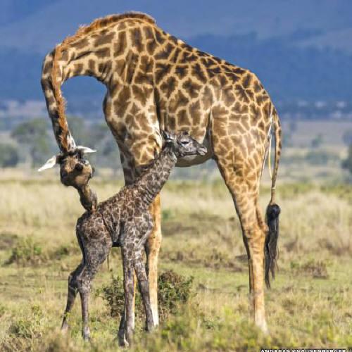Parto de girafa: filhote chega ao mundo em queda de 2 metros 