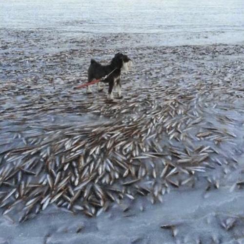 Mar congela e cão é visto passeando sobre cardume