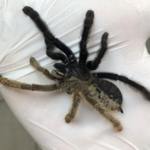 Veja a aranha que nasceu metade fêmea e metade macho