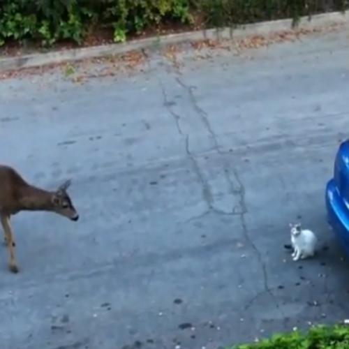 Quadrilha de alces intimida gato nas ruas da Rússia