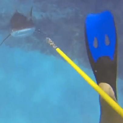 Mergulhador sobrevive ao ataque de um tubarão e registra o momento