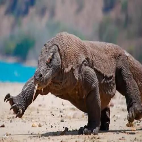 Conheça os animais que não precisam de parceiros para reprodução